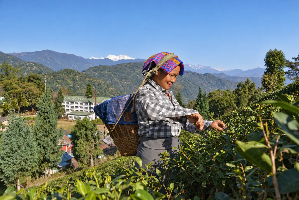 Organic Darjeeling Green Tea | 100 gms